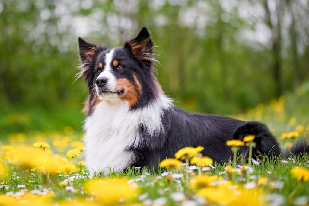 Australian Shepherd in the Spring