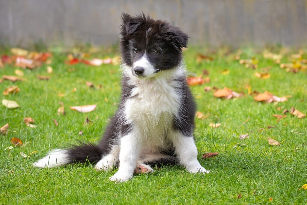 Border Collie in the lawn