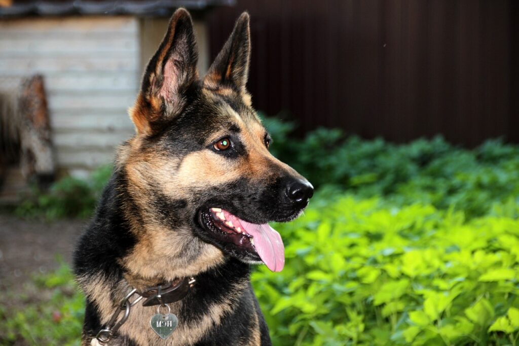 German Shepherd Dog
