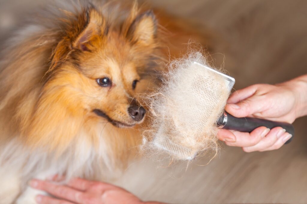 shetland sheepdog grooming