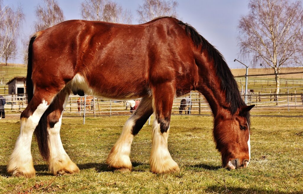 Shire horse