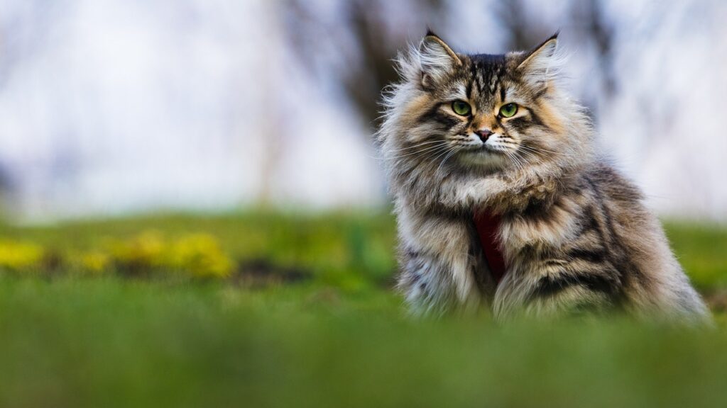 Siberian cat