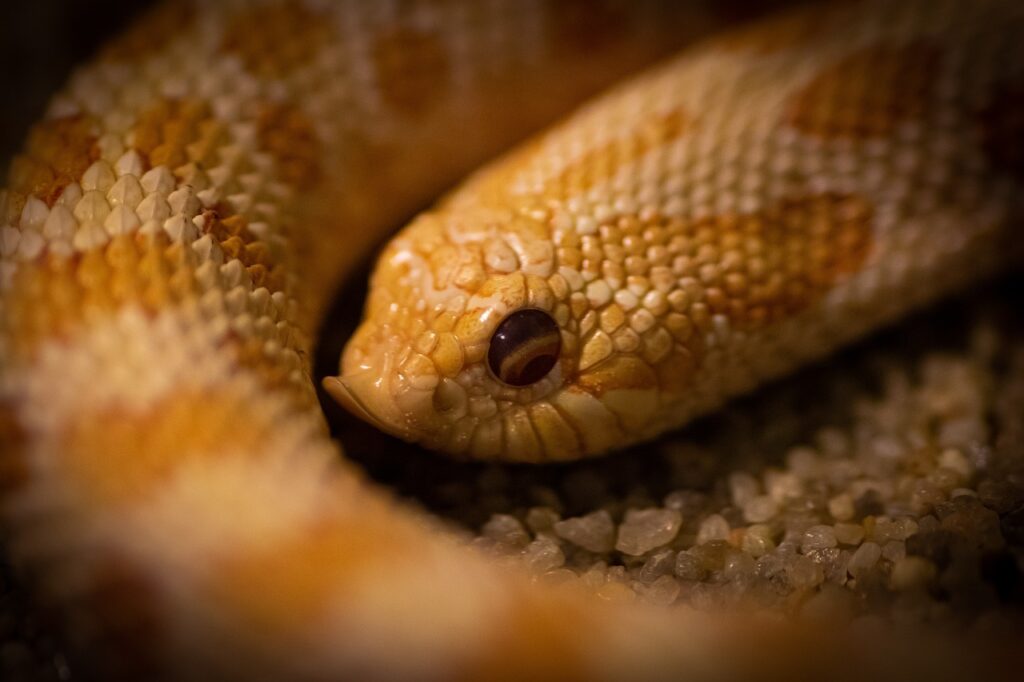 Closeup of a Hognose Snake