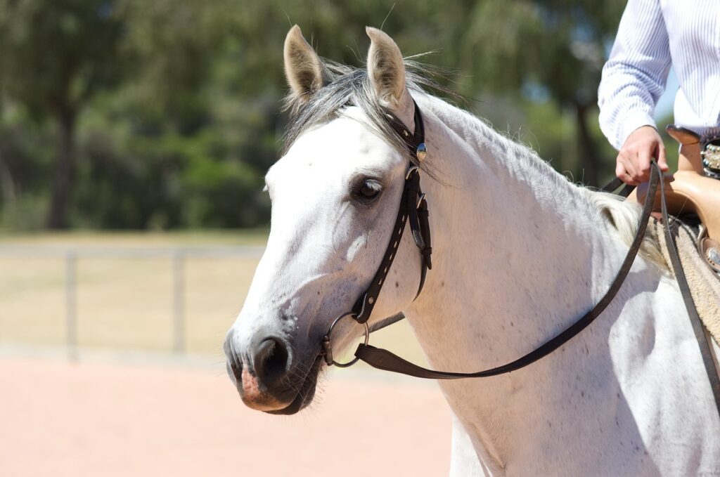 Andalusian Stallion (Shadowfax)