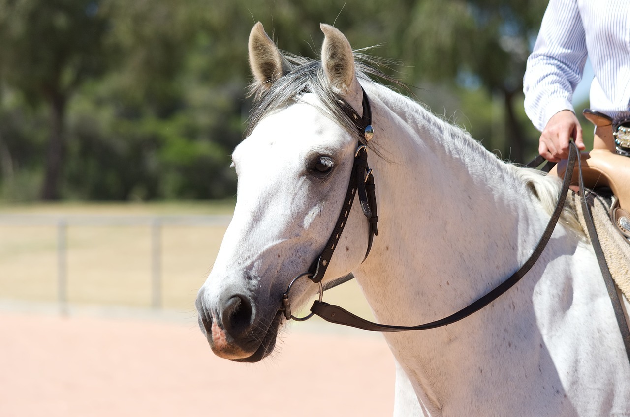 Andalusian Stallion (Shadowfax)