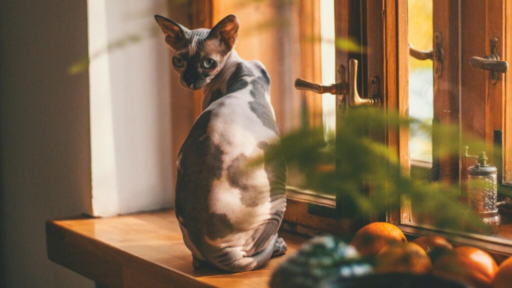 sphynx