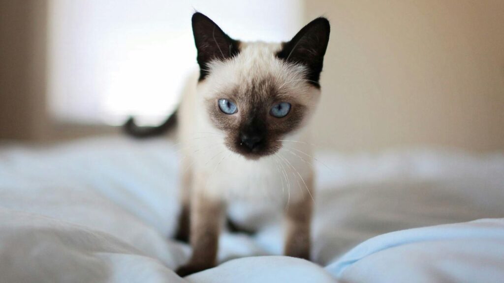 siamese cat