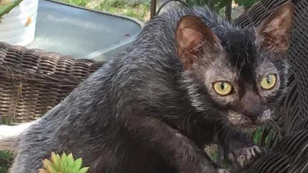 Lykoi Cat