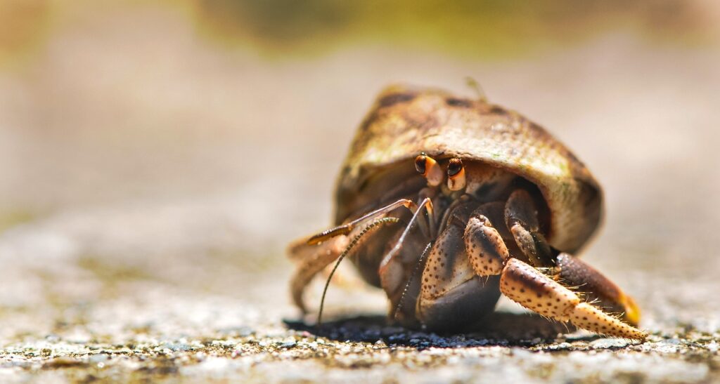 Closeup of a Hermit Crab