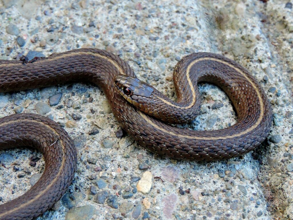 A Garter Snake