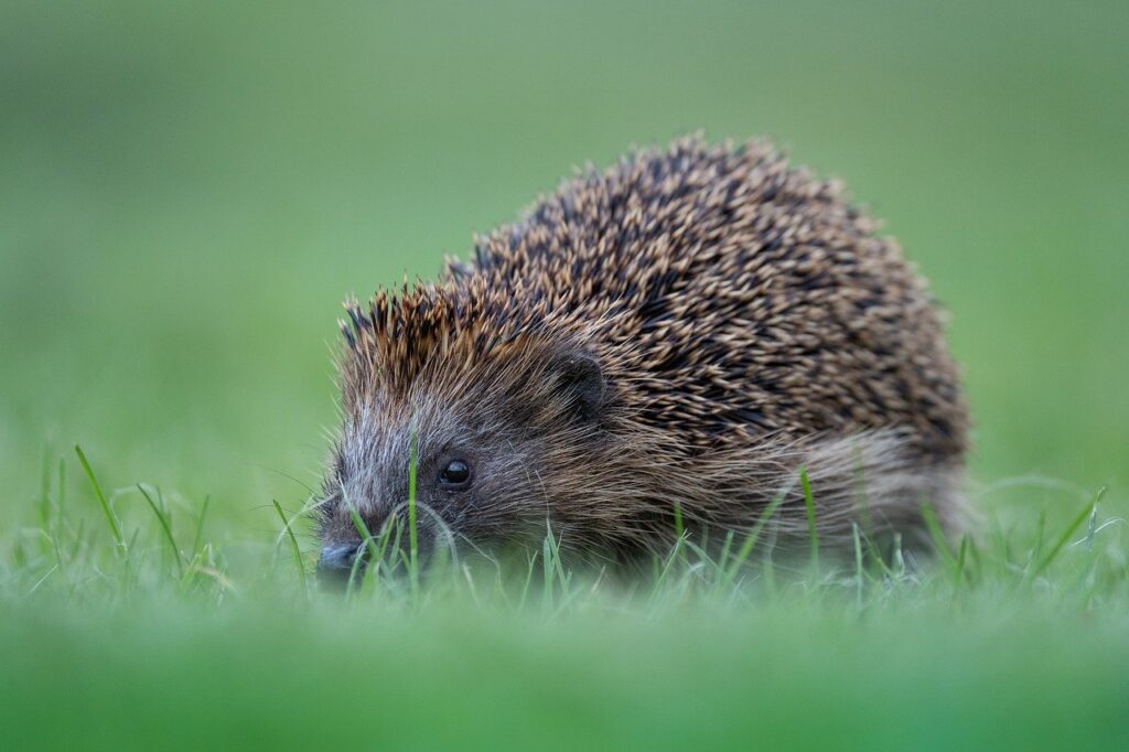 A hedgehog in grass