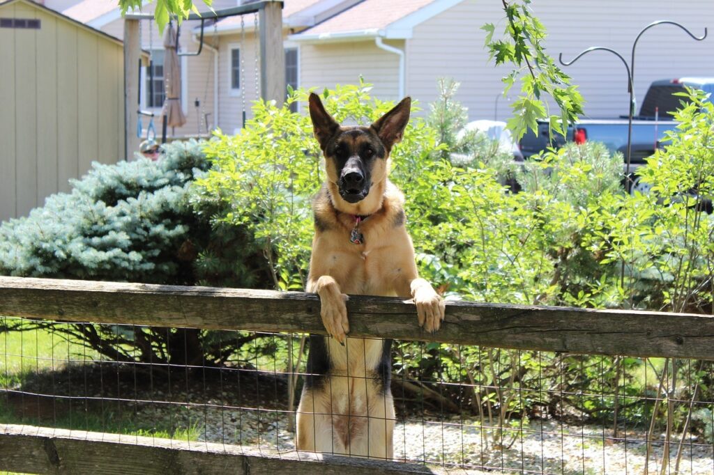 German Shepherd at the fence