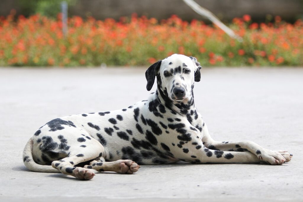 Dalmatian resting