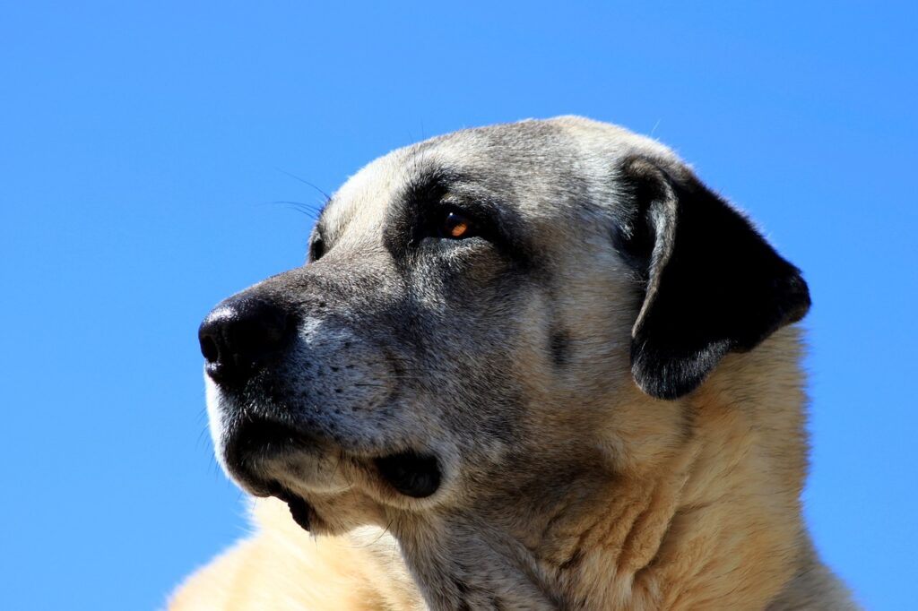 Closeup of a Kangal