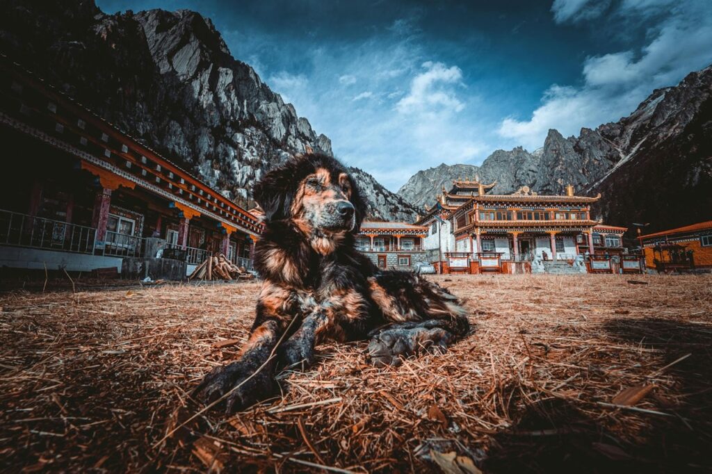 Dog in historical place