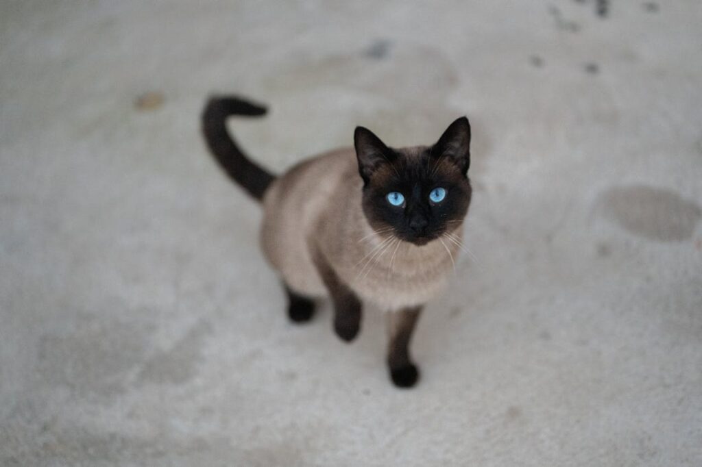 Tonkinese