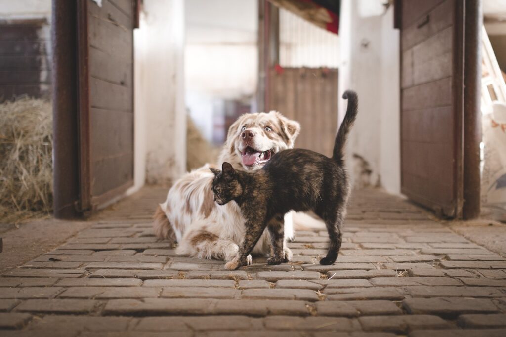 Cat with dog