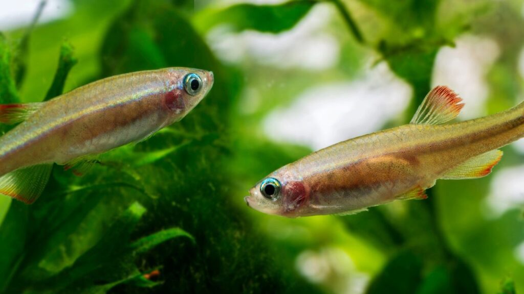 White Cloud Mountain Minnows