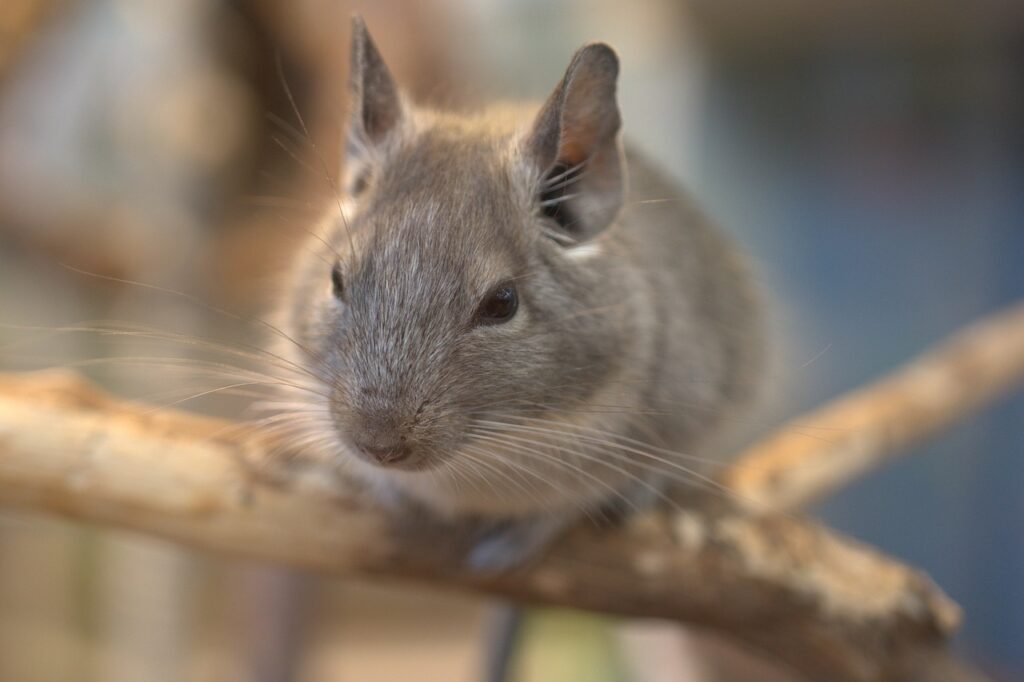 A Chinchilla
