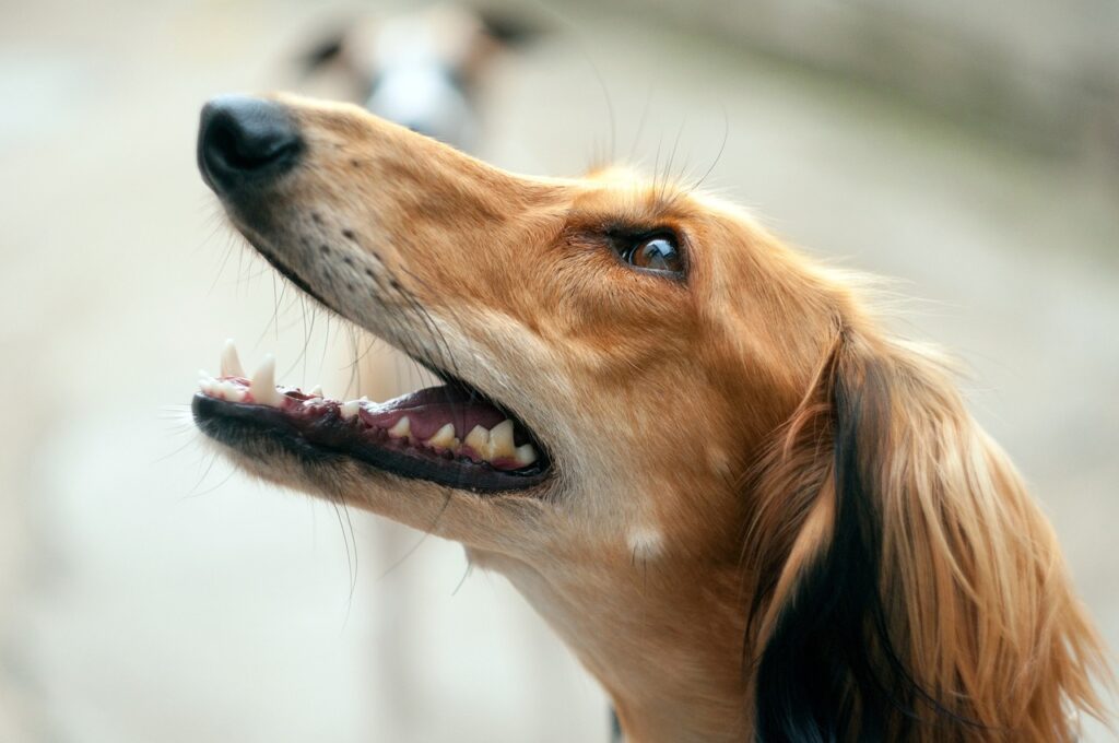 Saluki