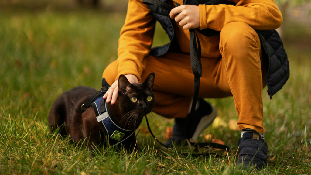 Cat on leash being praised