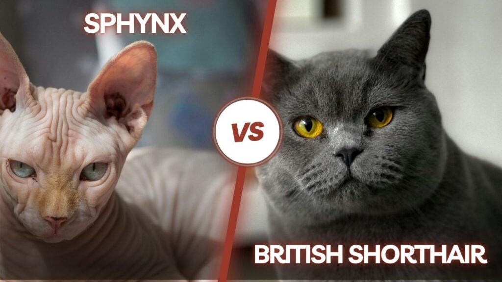sphynx vs british shorthair