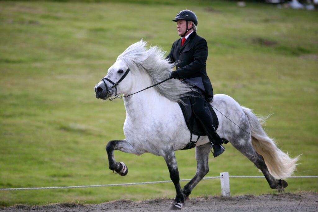 Rider on an Icelandic horse performing the tölt gait