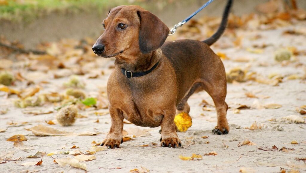 Dachshund on sandy ground with leaves.