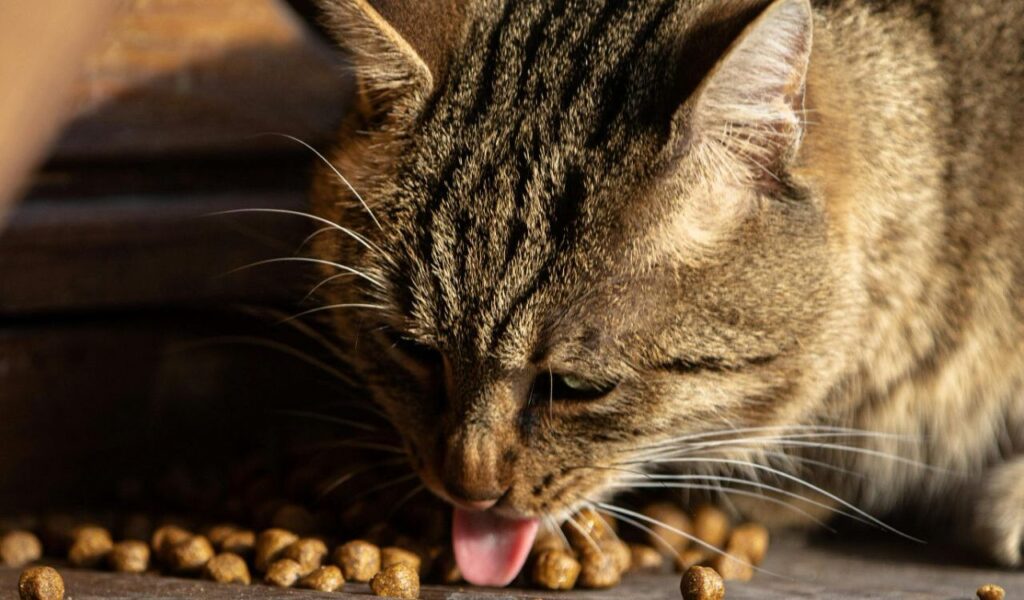 cat eating dry food