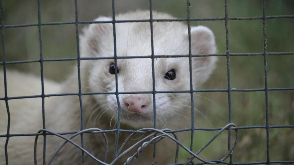 A close-up of a white ferret peering through a metal wire fence, its pink nose and curious eyes prominently visible. The background is blurred greenery.