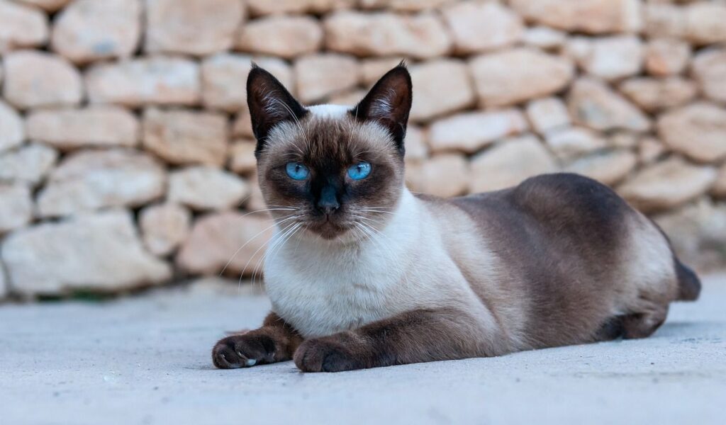 A graceful Siamese cat with a cream-colored body and dark brown points lying on a stone-paved surface. The cat's piercing blue eyes gaze directly at the camera, highlighting its striking appearance. The background features a rustic stone wall, complementing the cat's elegant and poised demeanor.