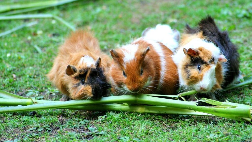 Three guinea pigs sitting side by side on grass, munching on long green leaves. The guinea pigs have different fur colors, including brown, white, and black, creating a vibrant scene.