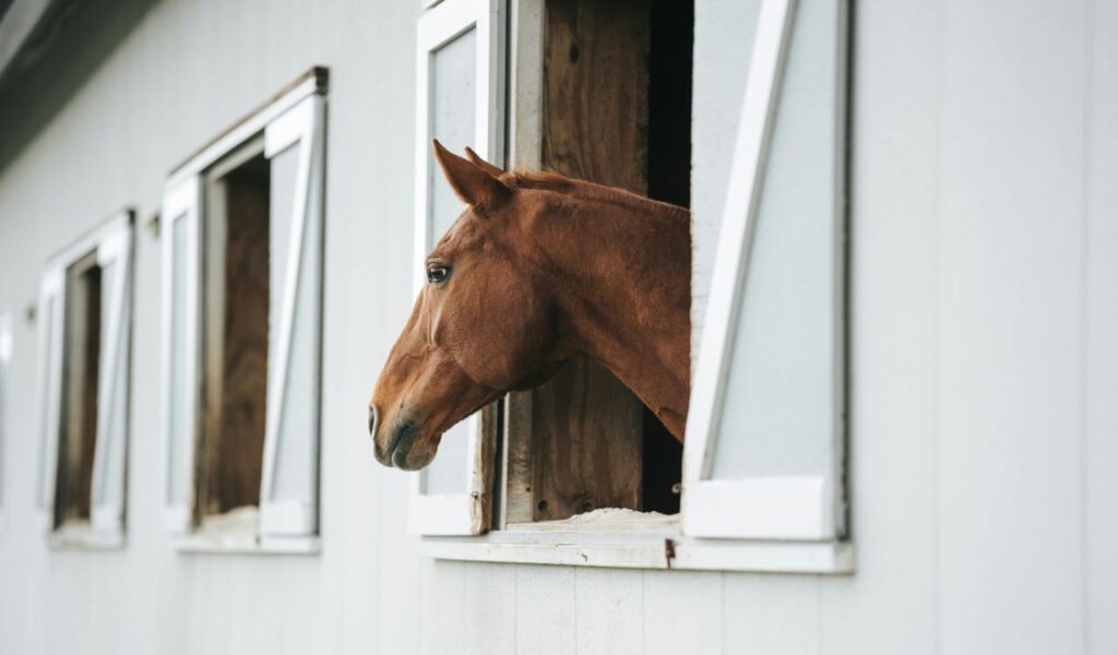 A chestnut horse looking out from the window of a white stable. The stable features multiple windows with open shutters, creating a clean and organized appearance. The horse's calm expression adds a peaceful and serene vibe to the setting.