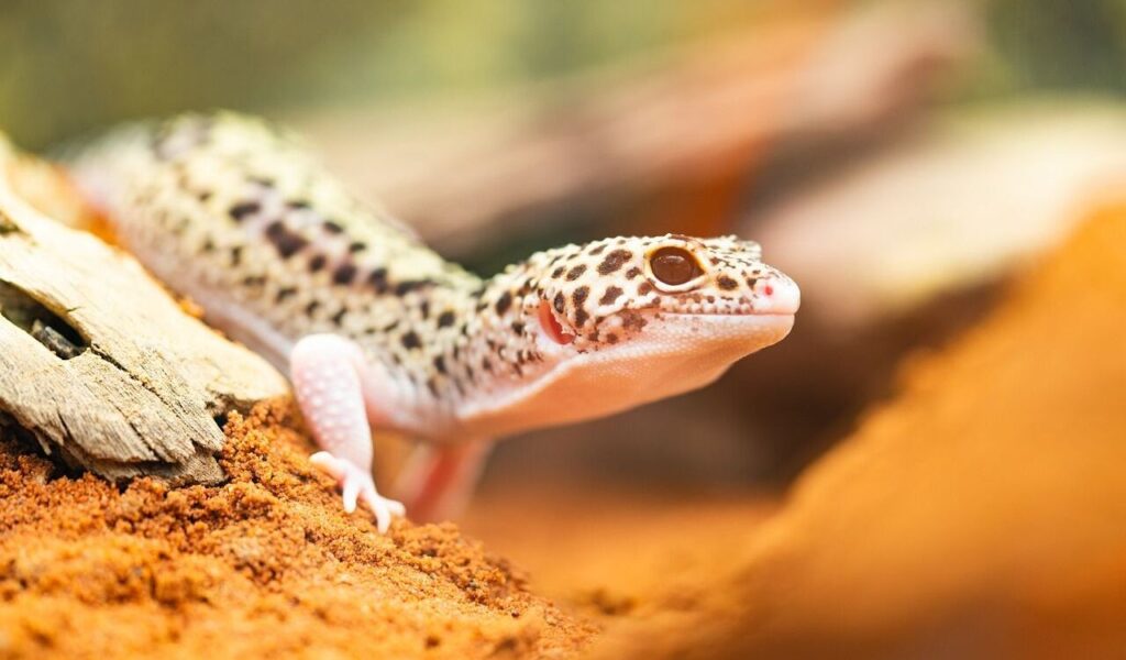 A leopard gecko with spotted skin crawling over orange sand next to a piece of wood, in a warm, natural habitat.