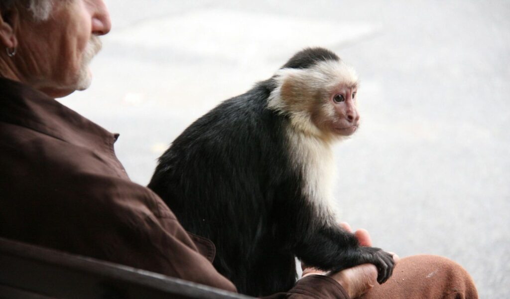 Side view of a man sitting on a bench, holding a small black-and-white capuchin monkey, which gazes thoughtfully into the distance.