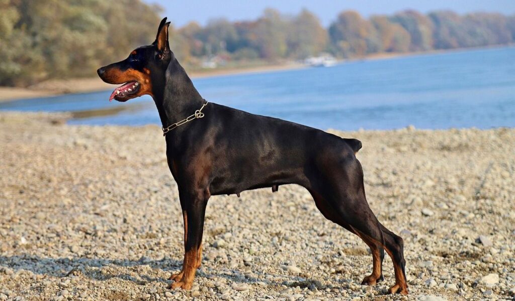 A majestic Doberman stands confidently on a rocky beach, gazing into the distance with a backdrop of calm water and autumnal trees.