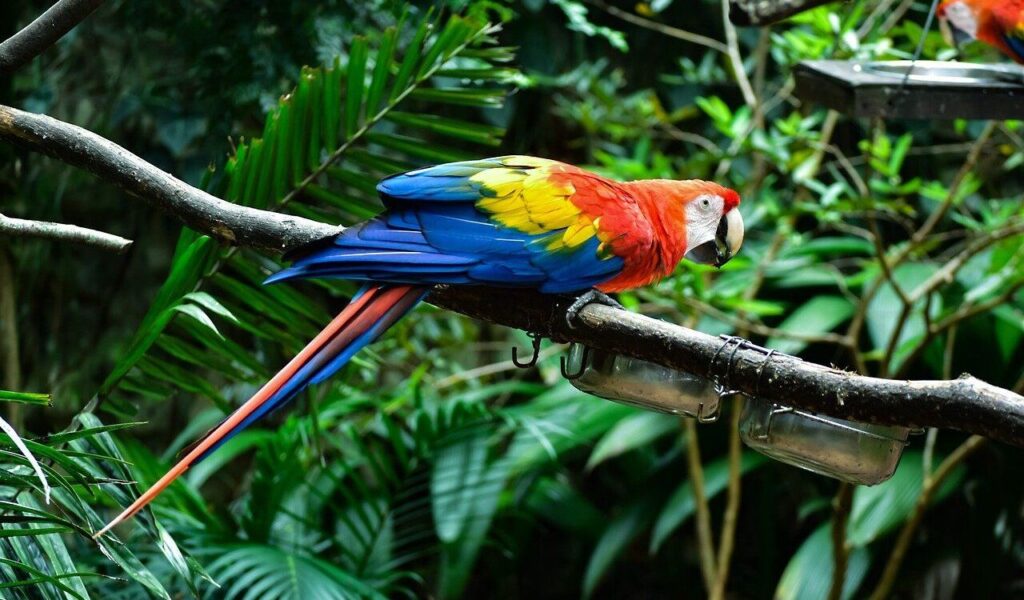 Colorful macaw with red, yellow, and blue feathers perched on a branch in a lush green forest.