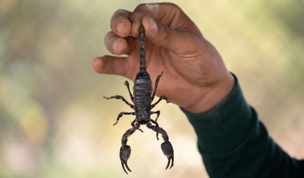 Person holding a black scorpion by its stinger with a blurred background.