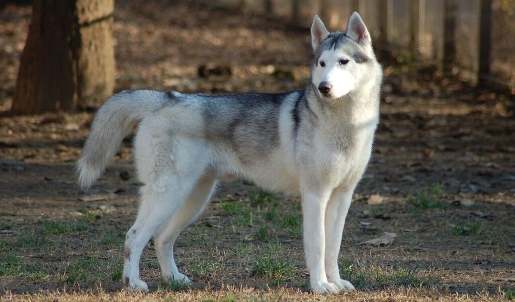An elegant Siberian Husky with a thick, silver-gray and white coat standing outdoors, surrounded by trees and natural ground cover.