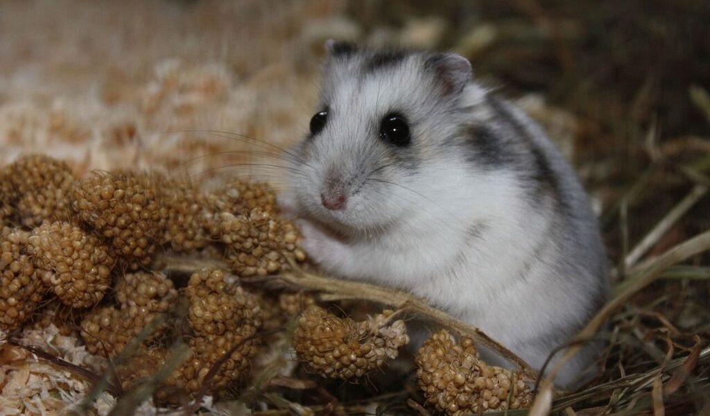 A close-up of a small gray and white hamster with dark eyes, sitting among clusters of millet seeds on a bed of hay and wood shavings. The hamster looks alert and content in a cozy, natural environment.