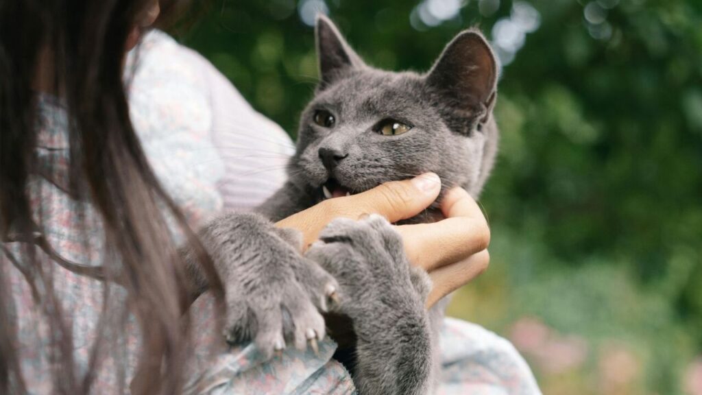 Gray cat being held gently by its owner outdoors, with greenery in the background.