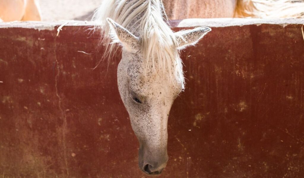 A white horse with speckled markings resting its head over a red stable wall, captured in soft natural light.