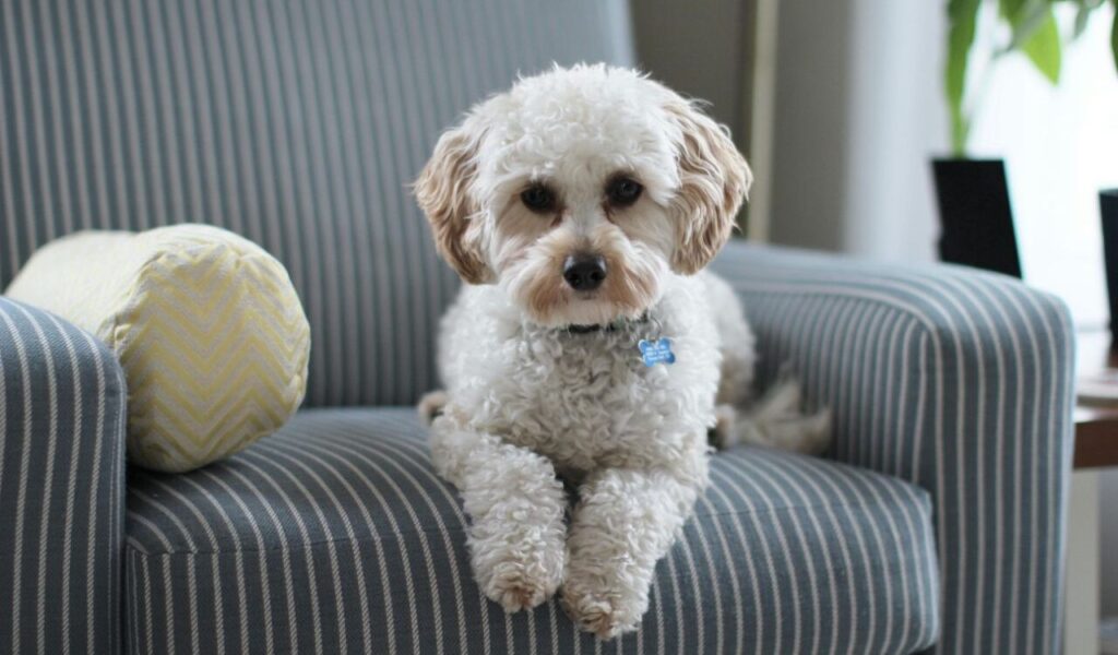 A fluffy white dog lying on a striped armchair.