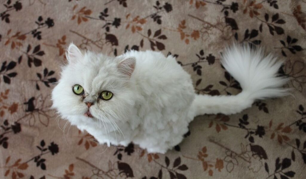Fluffy white Persian cat looking up.