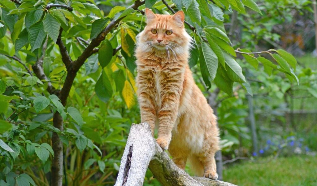 Orange Maine Coon cat standing on a tree branch.