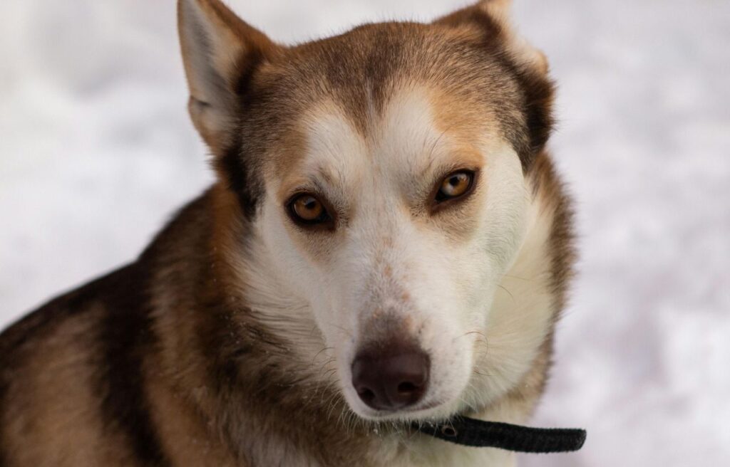 Close-up of a brown and white Siberian Husky with amber eyes.