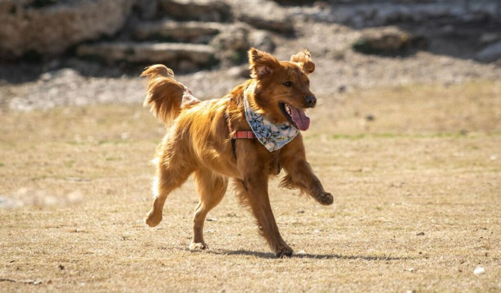 A Golden Retriever running.