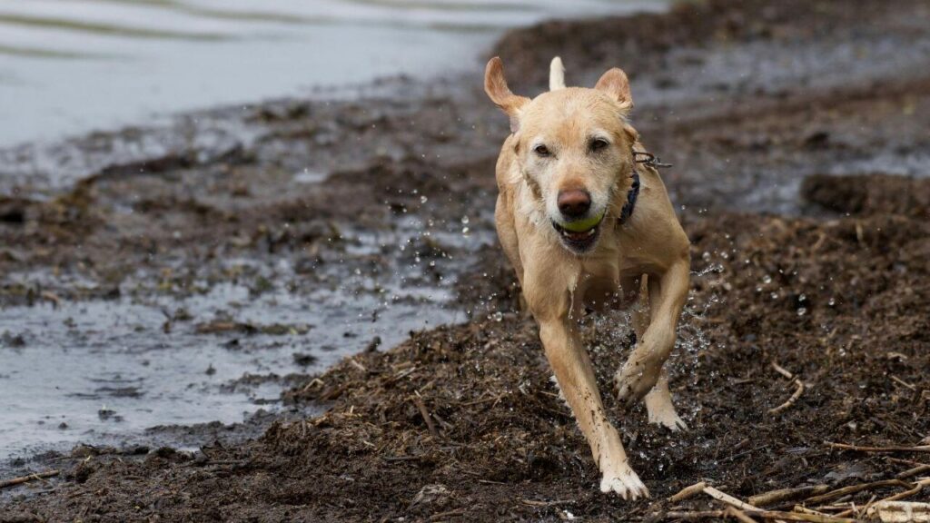 A Labrador Retriever dog running energetically on a muddy shoreline, holding a green tennis ball in its mouth. The dog’s ears are perked up, and water droplets fly around as it moves. The background shows rippling water, adding a dynamic and playful feel to the scene.