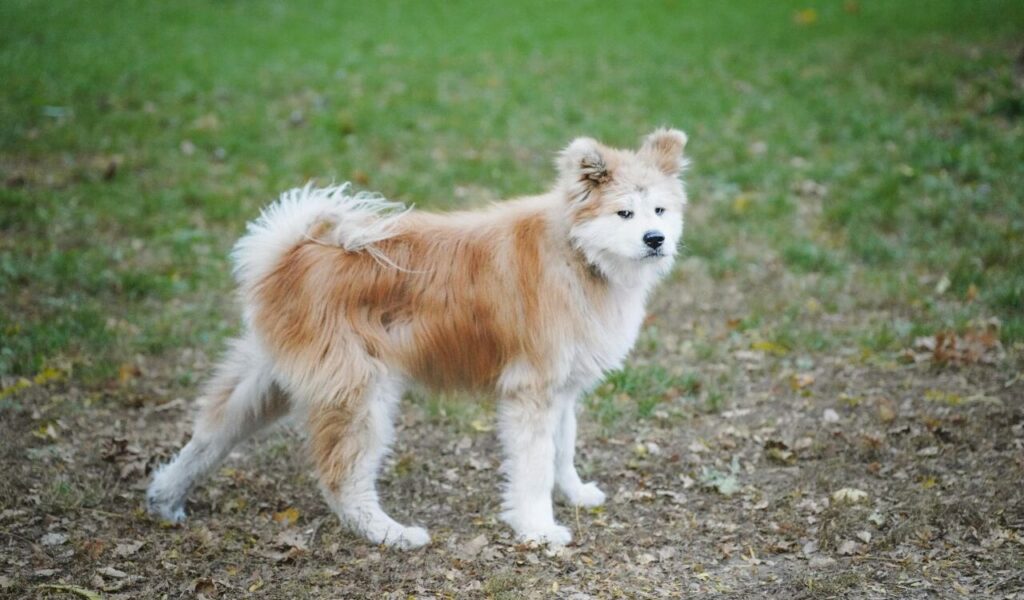 Fluffy Akita dog standing on grass.