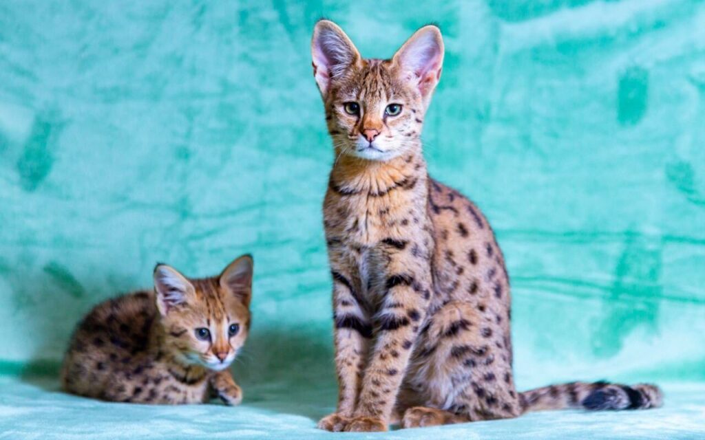 Two spotted cats on a green backdrop.
